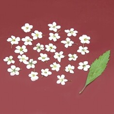 조팝 흰색 압화꽃 25개 B-05-481